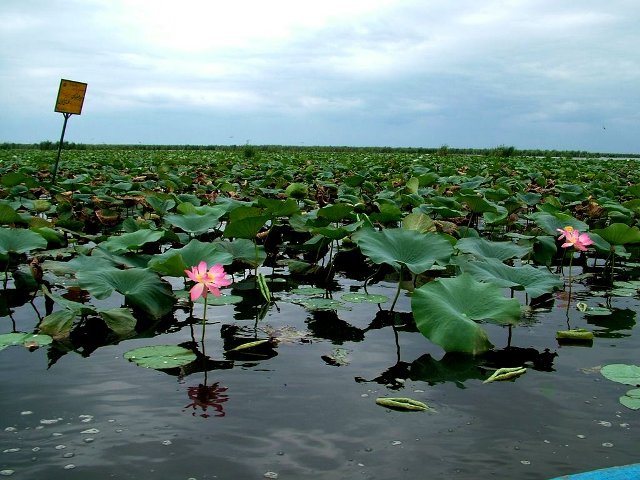 wetland